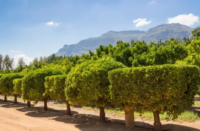 Prenez soin de vos arbres fruitiers dans le 60