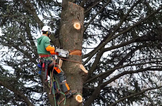 Créateurs de paysages, sculpteurs d'arbres dans le 60